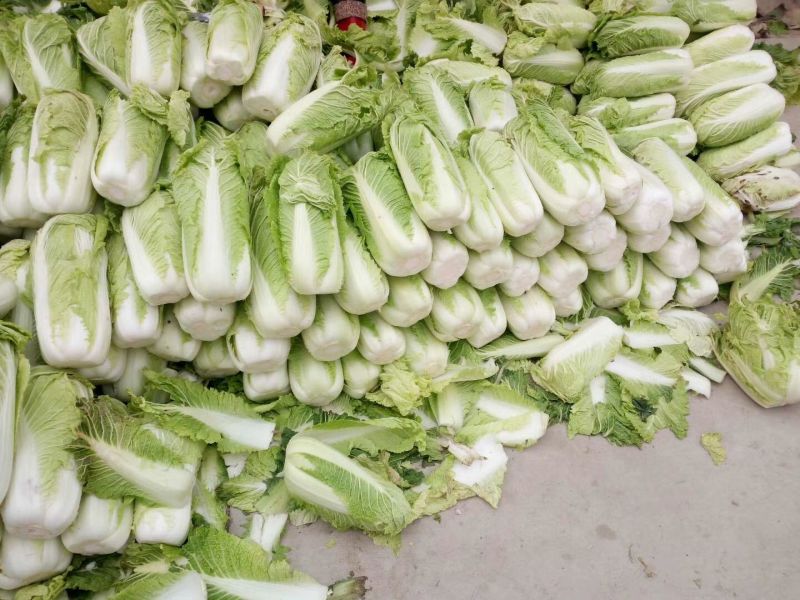 北京新三号白菜4~6斤净菜，产地直发货源充足欢迎采购