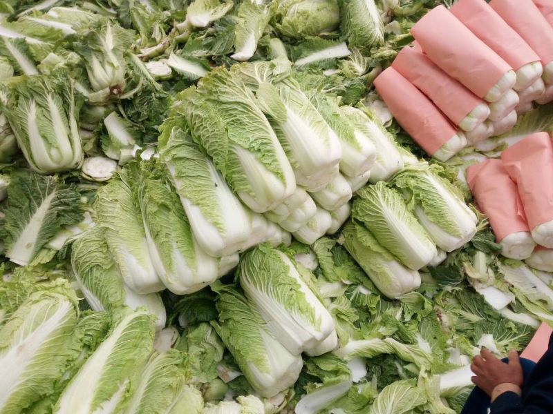 北京新三号白菜4~6斤净菜，产地直发货源充足欢迎采购