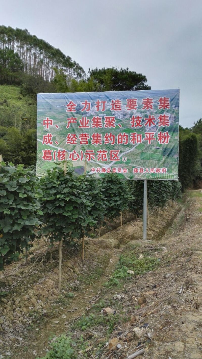 一千棵起批0.18元每棵包邮高产无渣粉葛苗黄金葛未发芽苗