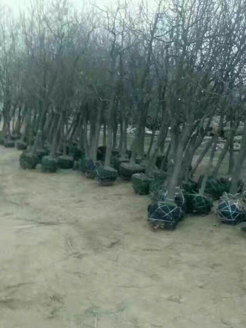 果树苗金丝小枣苗冬枣树苗五十万亩基地批发提供栽培死苗补发