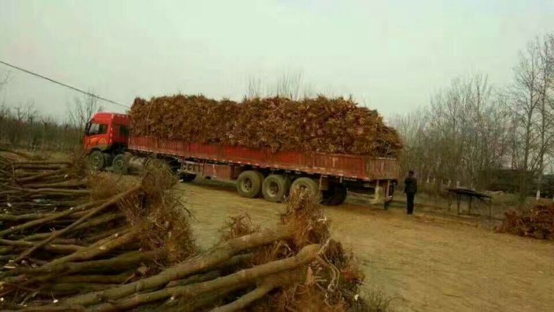 果树苗金丝小枣苗冬枣树苗五十万亩基地批发提供栽培死苗补发