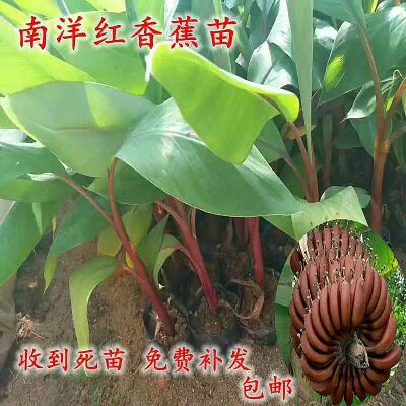 红香蕉苗1~2年一级良种
