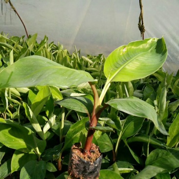 红香蕉苗1~2年一级良种