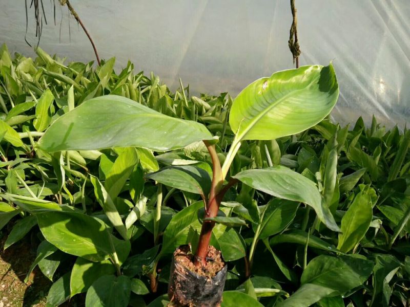 红香蕉苗1~2年一级良种