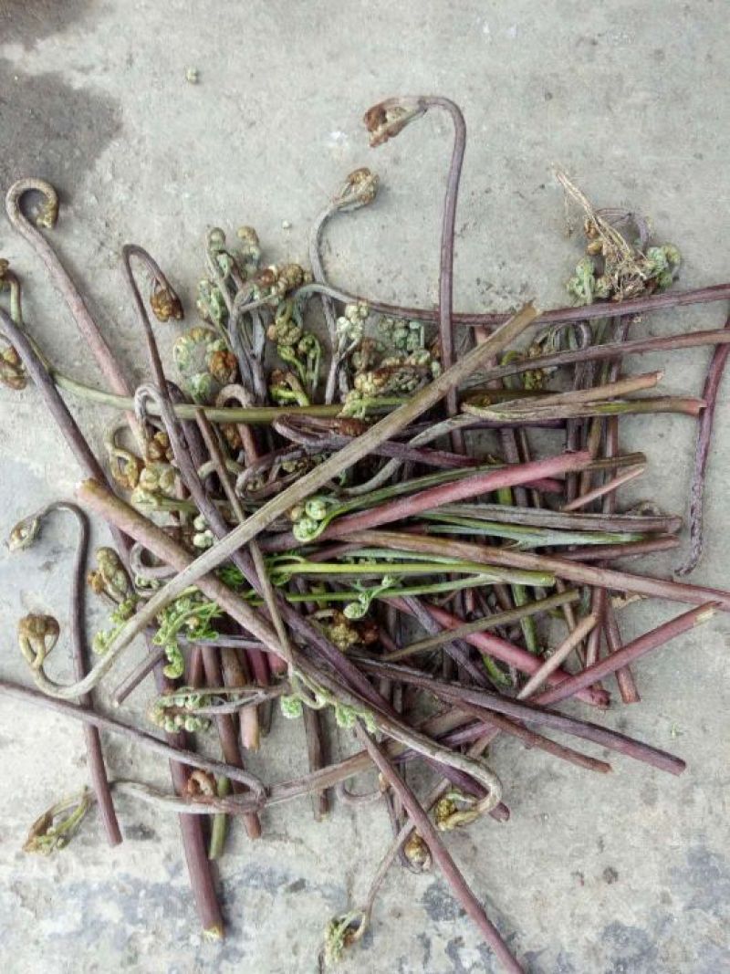 龙爪菜（鲜货，量大，价格优美）