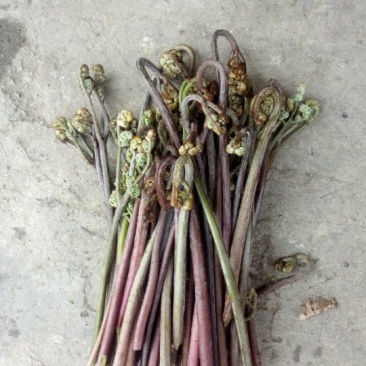 龙爪菜（鲜货，量大，价格优美）
