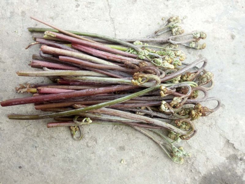 龙爪菜（鲜货，量大，价格优美）