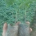 木瓜树苗红肉木瓜苗