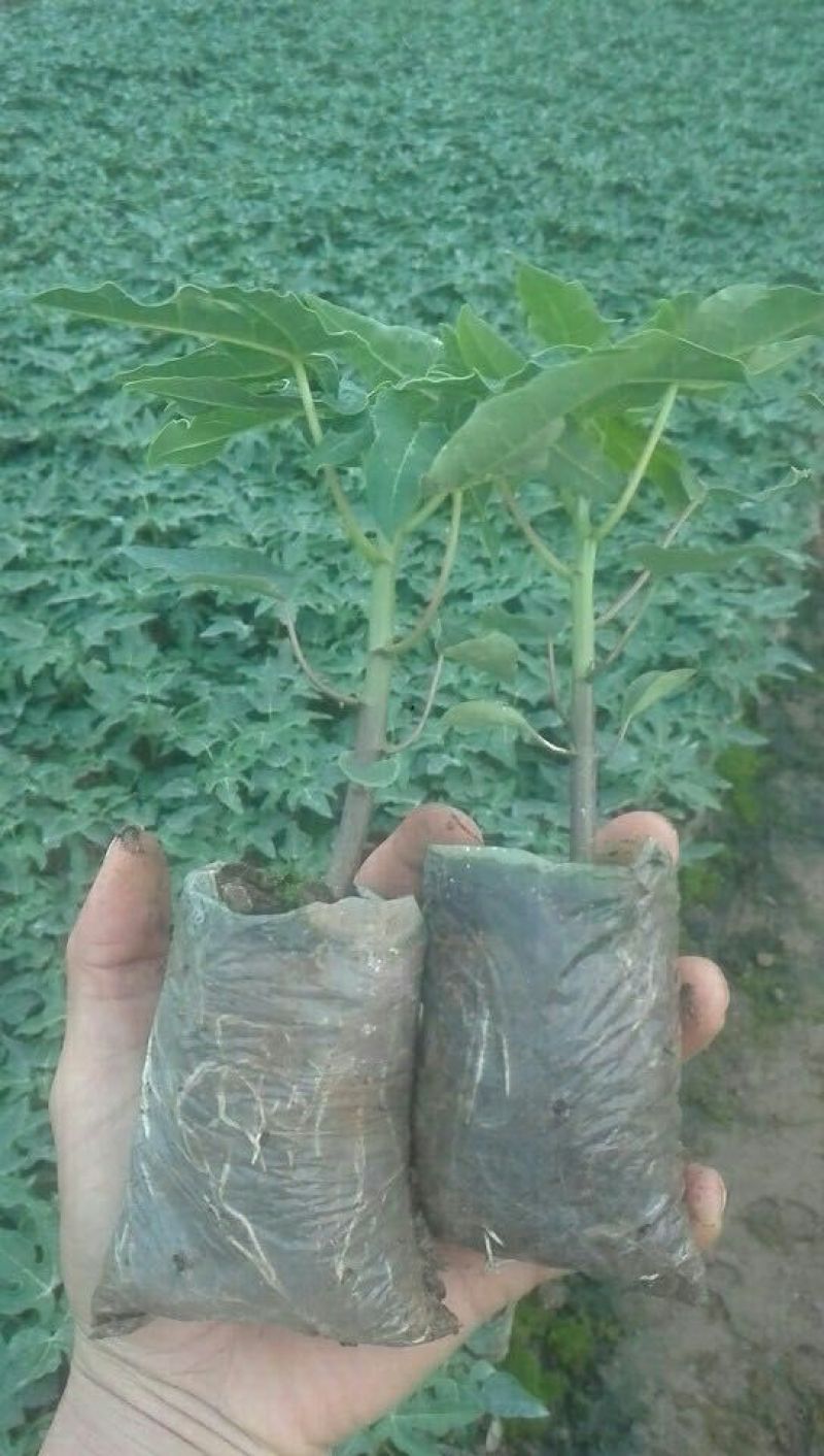 木瓜树苗红肉木瓜苗