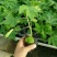 木瓜树苗红肉木瓜苗