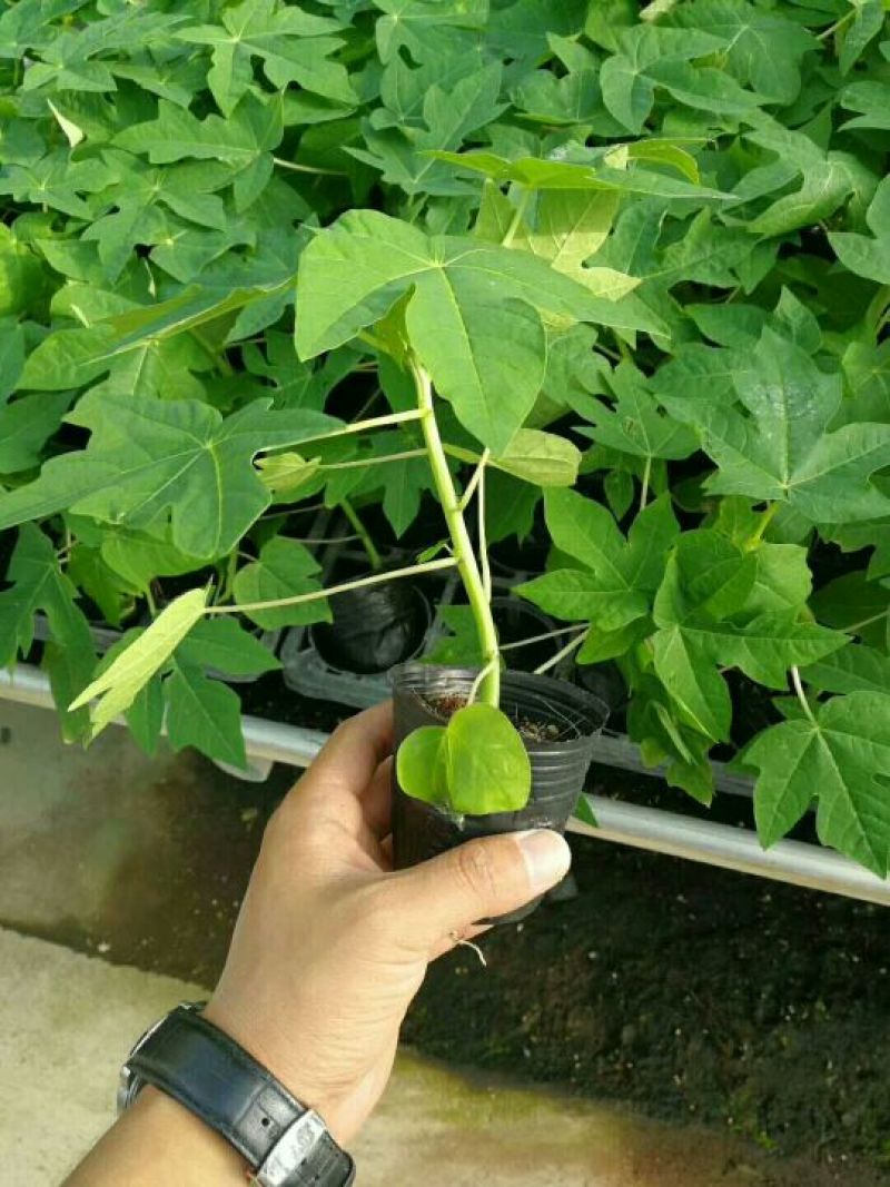 木瓜树苗红肉木瓜苗