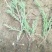 蜀桧桧柏苗8-15公分！
