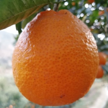 黄果柑5.5~6cm