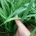 韭菜头刀韭菜大量有货
