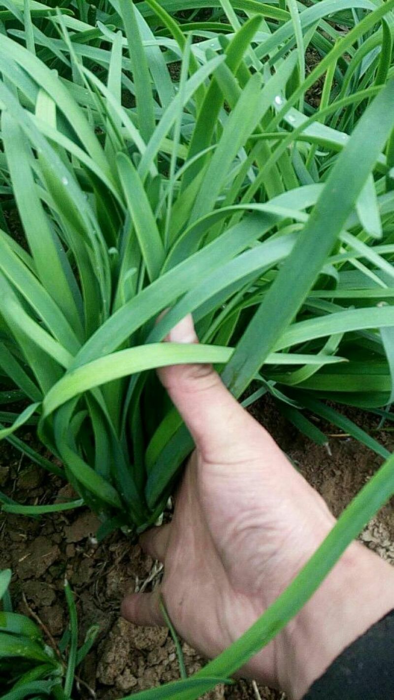 韭菜头刀韭菜大量有货