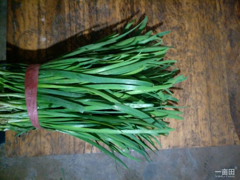 韭菜头刀韭菜大量有货