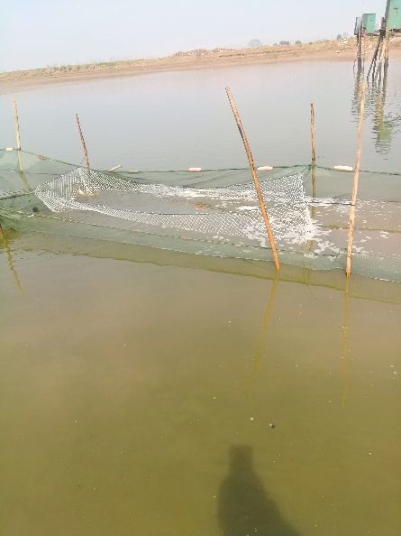 草鱼苗人工养殖8~10cm