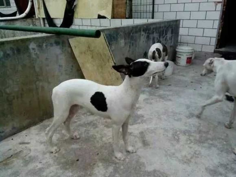 猎兔犬公