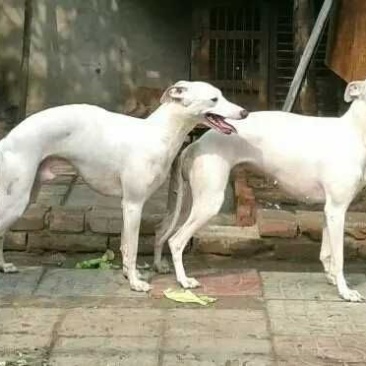 猎兔犬公