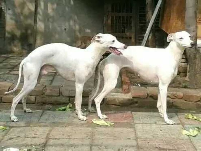 猎兔犬公