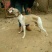猎兔犬公