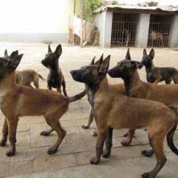 马犬母