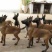 马犬母