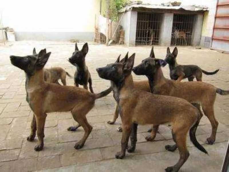 马犬母