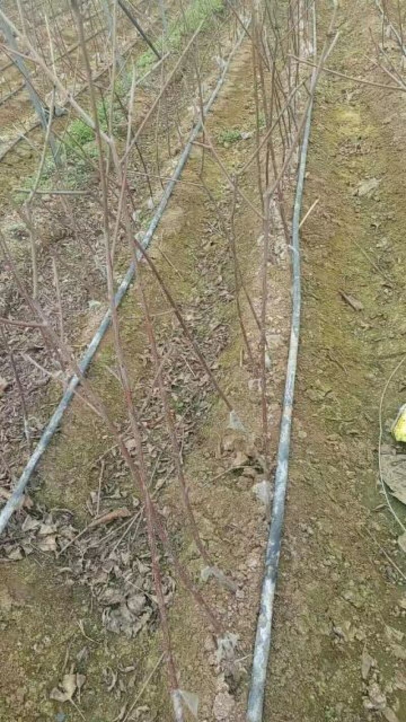 樱桃树苗2年80cm以上