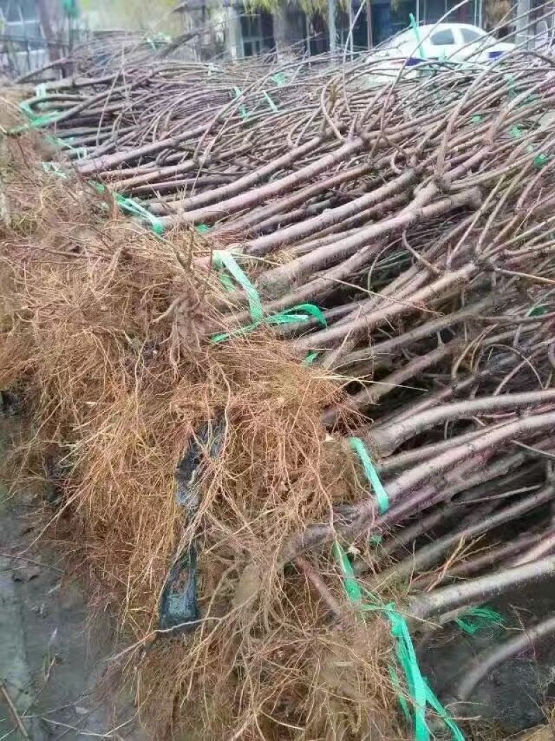 樱桃树苗2年80cm以上