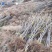 樱桃树苗2年80cm以上