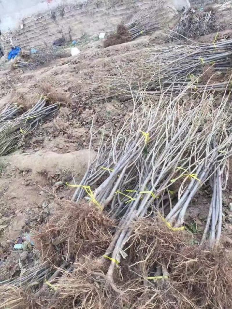 樱桃树苗2年80cm以上