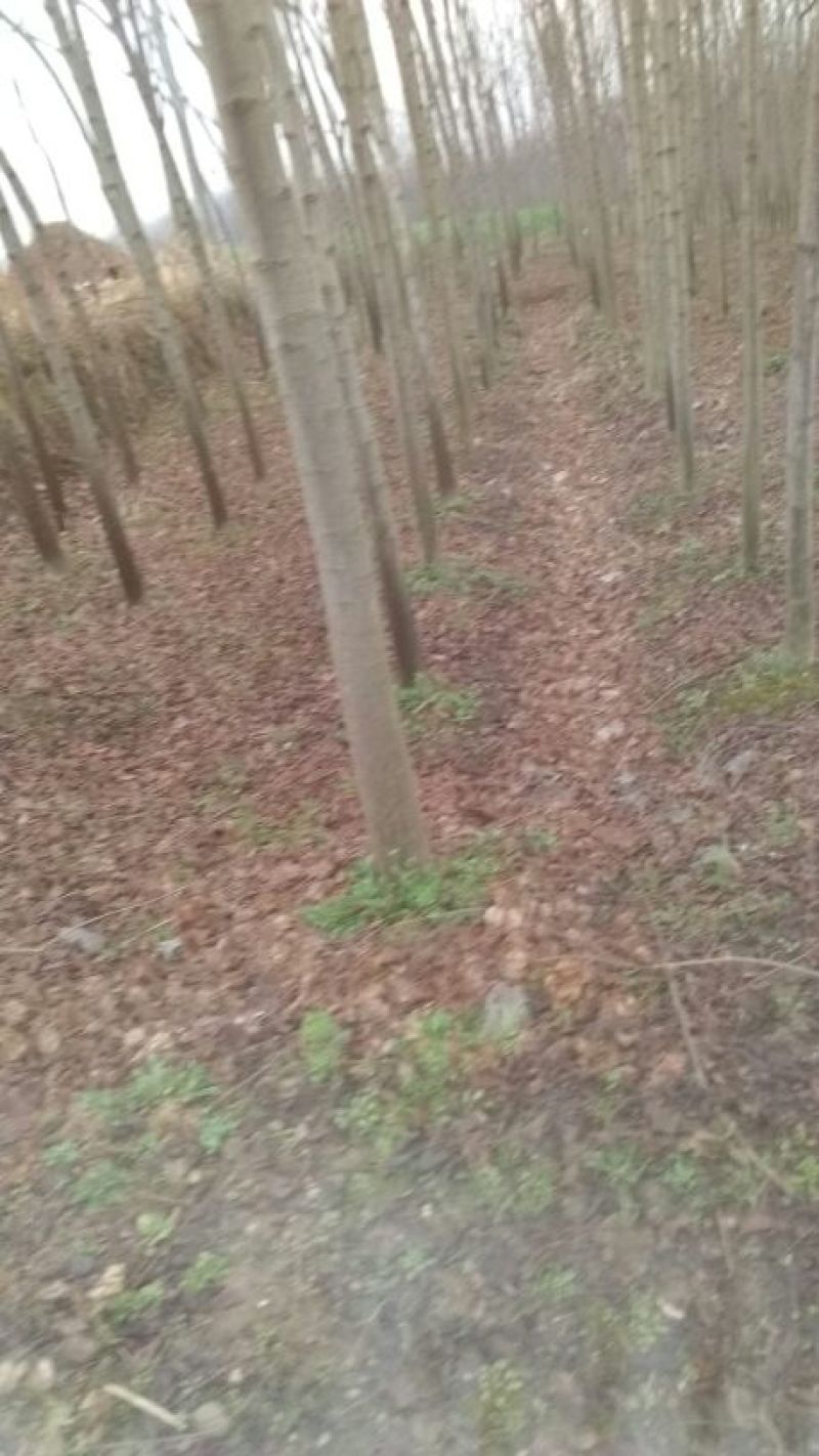 复羽叶栾树10~12cm18~20cm3~3.5米