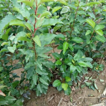 八棱海棠苗30~40cm