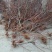春雪桃树苗春蜜桃树苗早熟品种保湿邮寄
