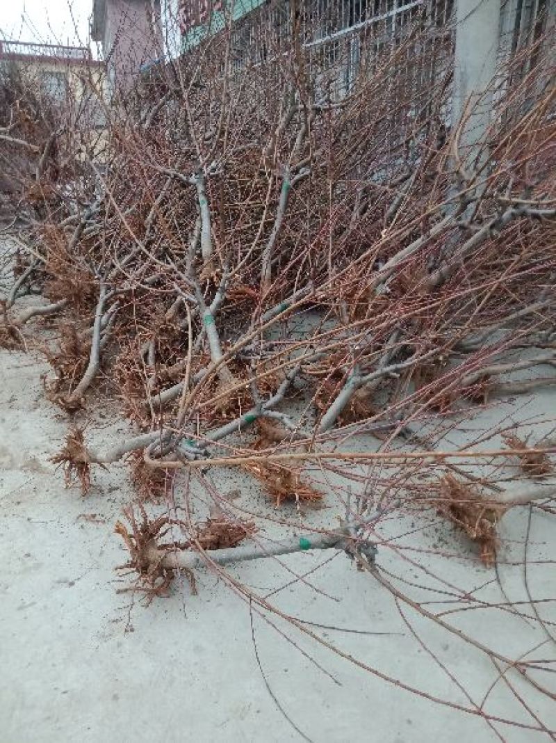 春雪桃树苗春蜜桃树苗早熟品种保湿邮寄