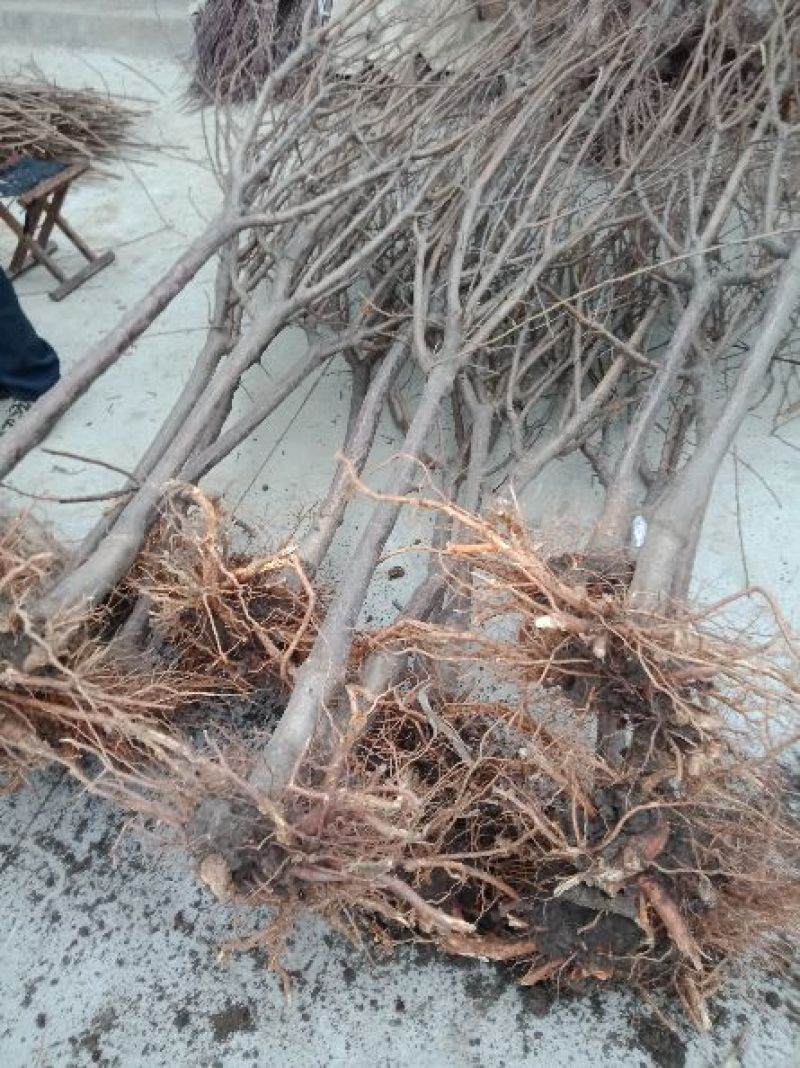 春雪桃树苗春蜜桃树苗早熟品种保湿邮寄