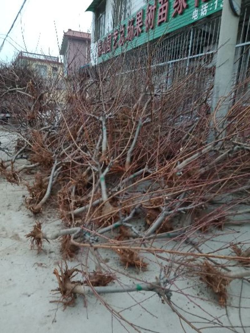 春雪桃树苗春蜜桃树苗早熟品种保湿邮寄