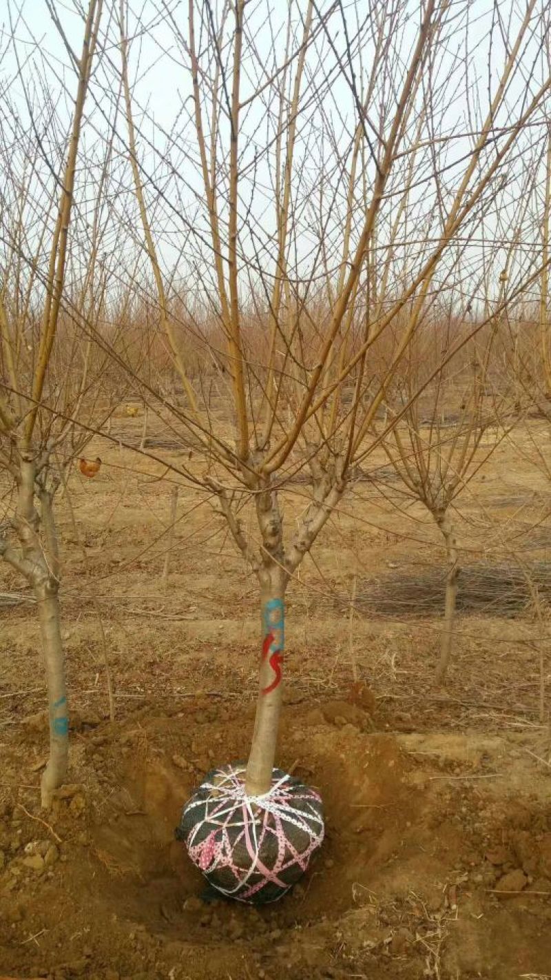 春雪桃树苗春蜜桃树苗早熟品种保湿邮寄