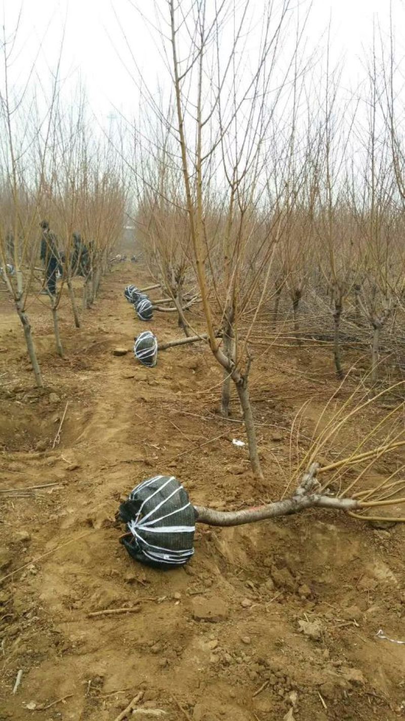 春雪桃树苗春蜜桃树苗早熟品种保湿邮寄