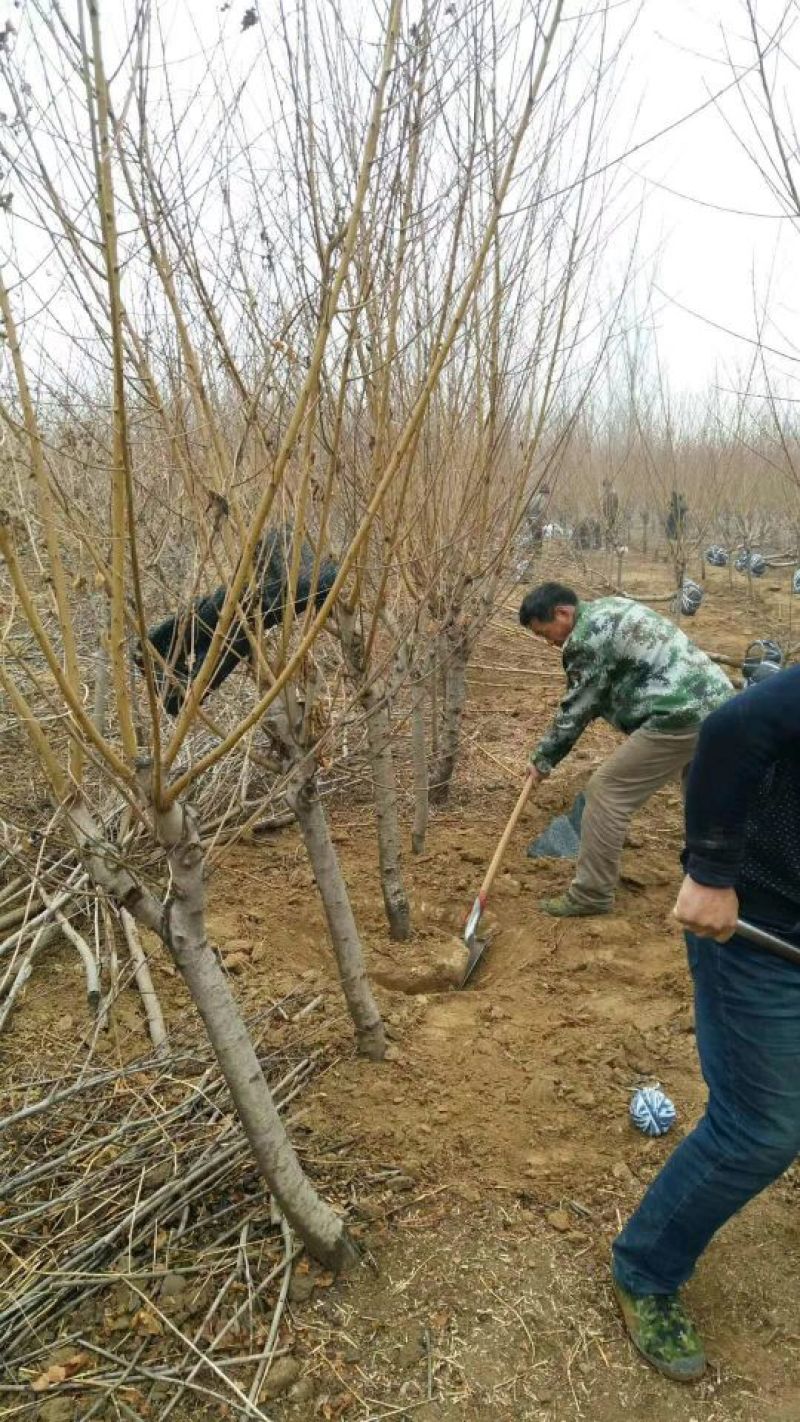 春雪桃树苗春蜜桃树苗早熟品种保湿邮寄