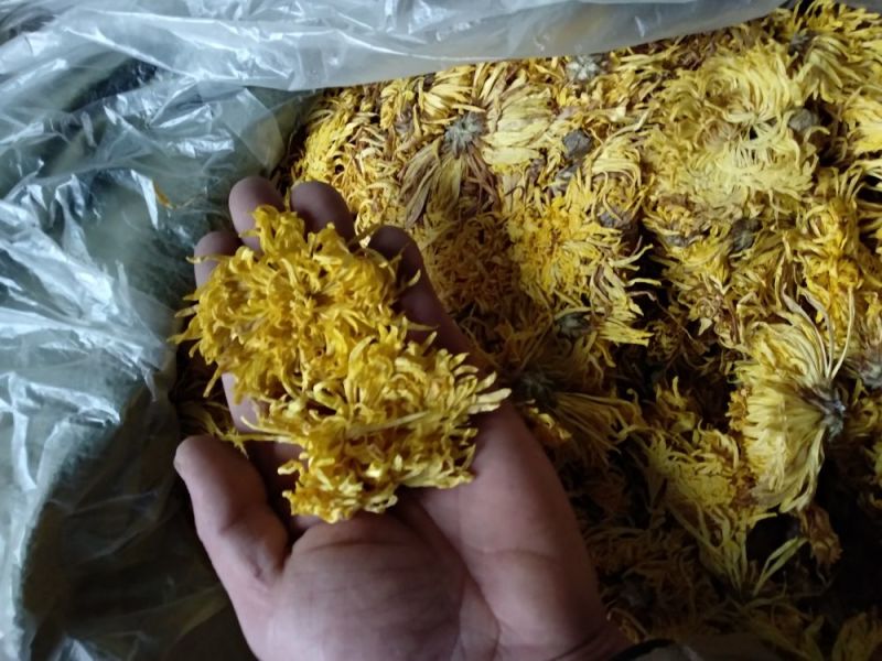 皇菊金丝黄菊