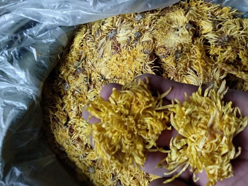 皇菊金丝黄菊