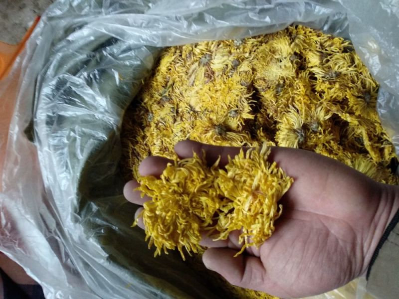皇菊金丝黄菊