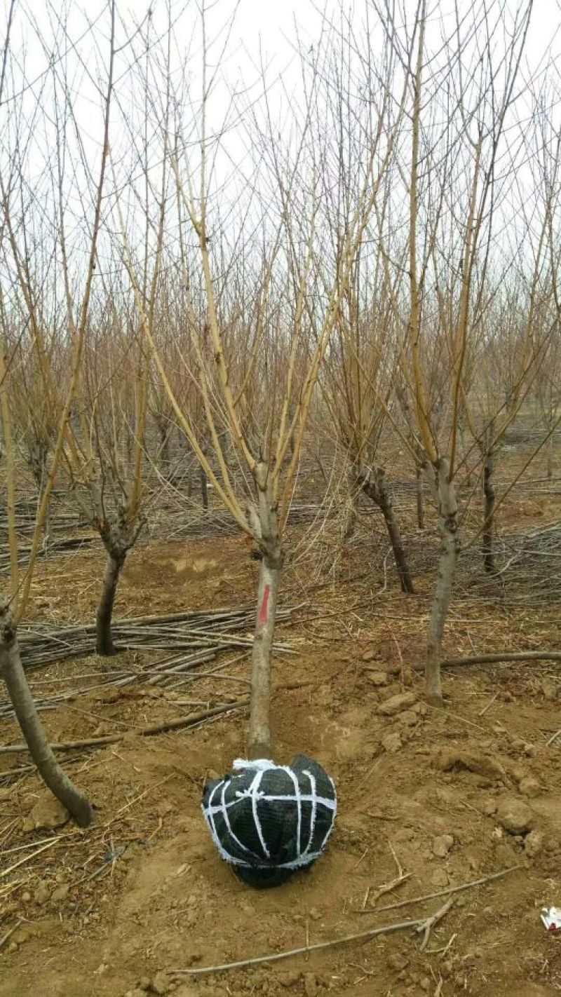 突围桃树苗春雪桃苗秋彤桃苗基地直供保纯度可签合同