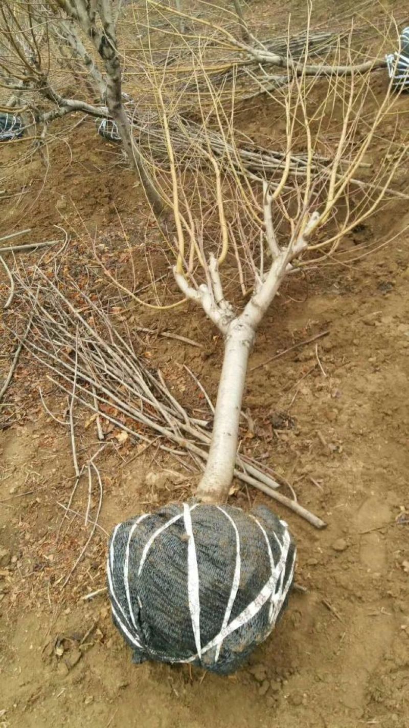 突围桃树苗春雪桃苗秋彤桃苗基地直供保纯度可签合同
