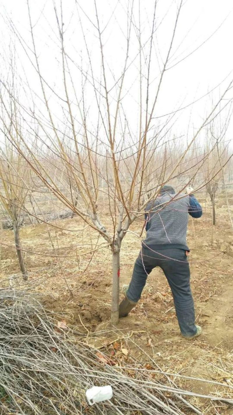 中蟠11号桃树苗保证纯度量大优惠保湿邮寄