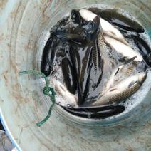 金草鱼1.5公斤以上人工养殖食用活鱼