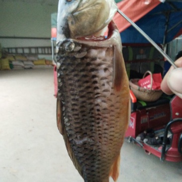 豫选黄河鲤鱼食用1~2公斤