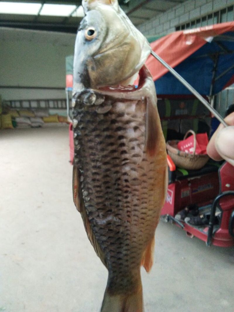 豫选黄河鲤鱼食用1~2公斤